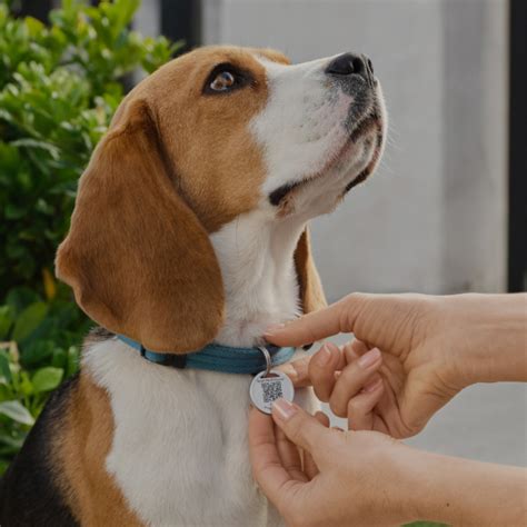 ring doorbell pet tag.